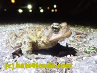 /home//u458753944/public_html/sourcegallery/////Roxborough Toad Detour/2022/2022-04-14 and 04-13/P4141004.JPG